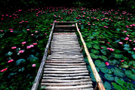 踱步花間，邂逅美麗