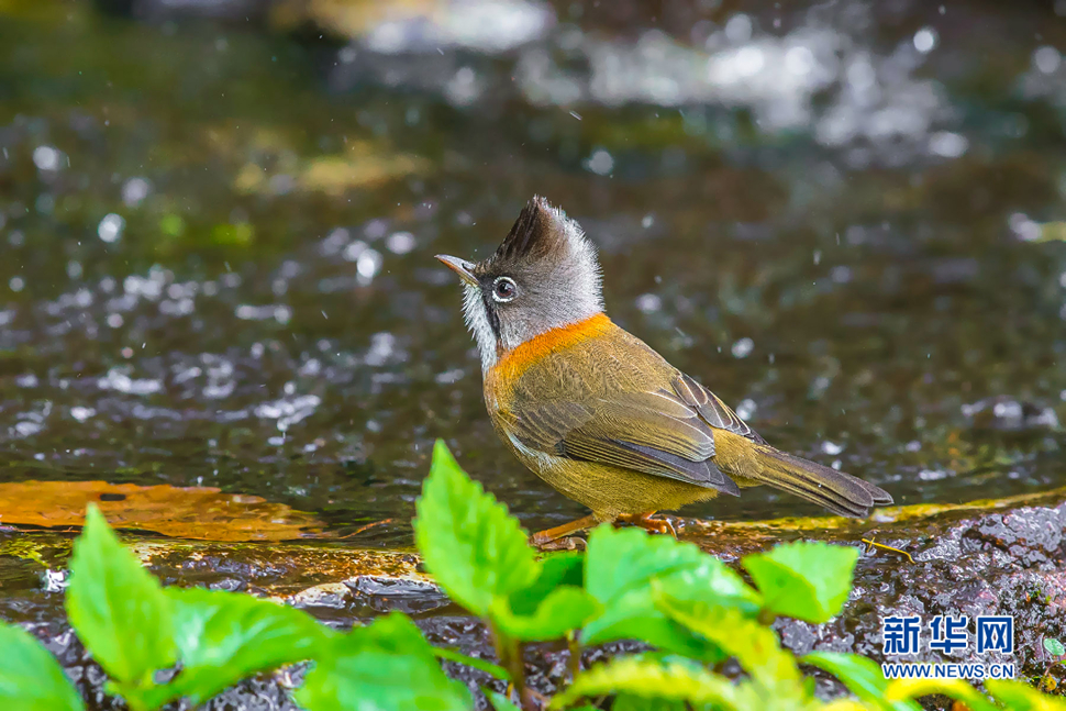 黃頸鳳鹛