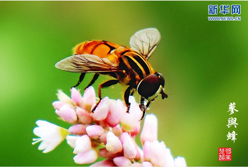 蓼與蜂、蜘蛛