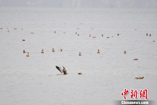 圖為在納帕海濕地棲息的候鳥(niǎo)?！⑷疥?yáng) 攝
