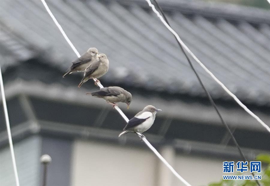 （新華網(wǎng)&middot;圖文互動(dòng)）（1）云南保山首次記錄到國家重點(diǎn)保護(hù)野生動(dòng)物白頭鷂
