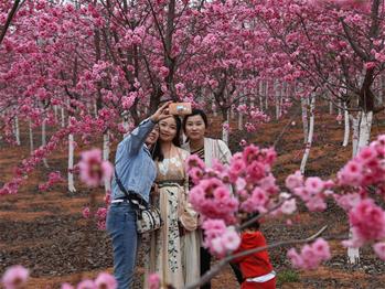 櫻花漫山，一份14年的等待
