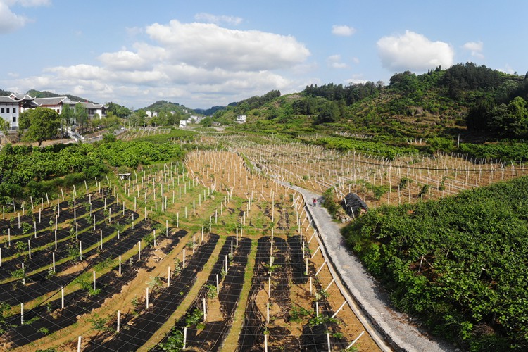 百果園里幸福長(zhǎng) &mdash;&mdash;湖南鳳凰縣菖蒲塘村脫貧調(diào)查