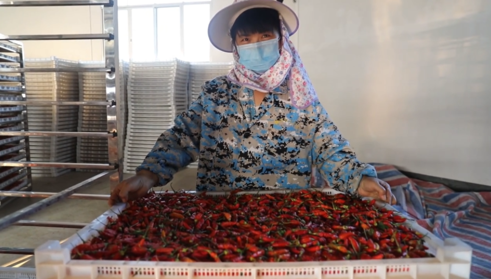 你怎么&ldquo;辣&rdquo;么好看！小辣椒映紅脫貧路