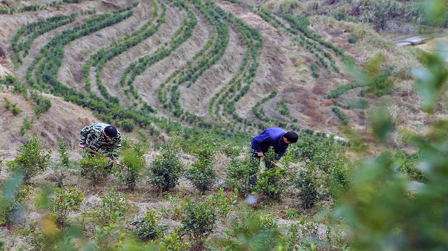 【&ldquo;飛閱&rdquo;中國】江西萬載：高山梯田種茶助農(nóng)富