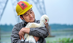 &ldquo;鳥爸&rdquo;鄭青松：從拆巢人變護鳥人