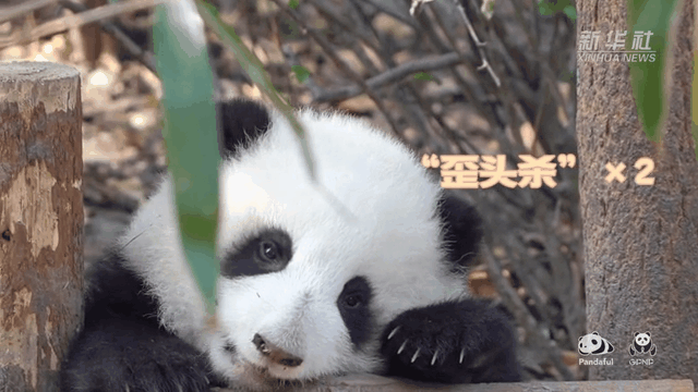 請注意，前方有滾滾發(fā)起近距離&ldquo;歪頭殺&rdquo;