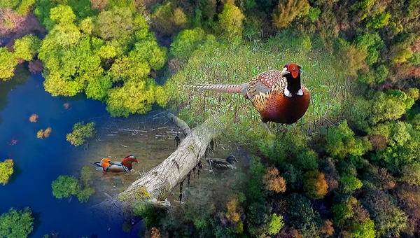 世界地球日丨神奇珍稀動物在哪里？車八嶺國家級自然保護區(qū)走一波