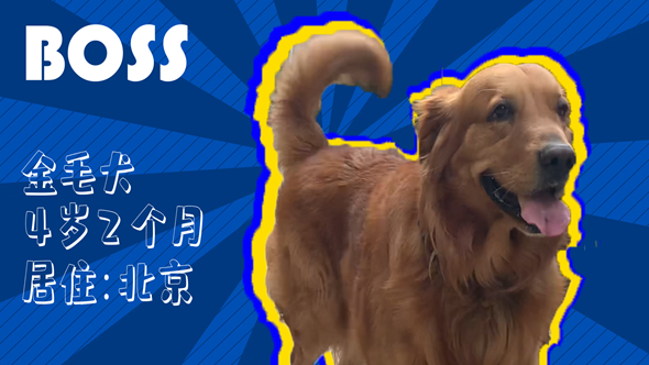 有效拴繩&科學遛狗&mdash;&mdash;如何文明養(yǎng)犬？&ldquo;撿屎官&rdquo;們快看過來！