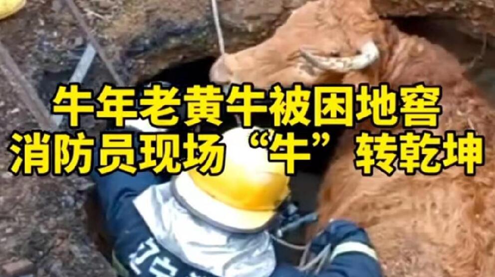 牛年老黃牛被困地窖，消防員現(xiàn)場&ldquo;牛&rdquo;轉(zhuǎn)乾坤！