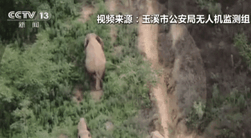 云南：&ldquo;象&rdquo;往何處&mdash;&mdash;偶遇山雞 成年大象瞬間警戒保護(hù)象寶寶