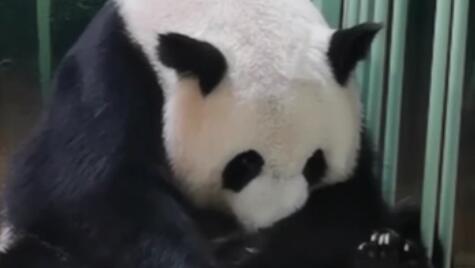 旅法大熊貓&ldquo;歡歡&rdquo;產(chǎn)下雙胞胎幼仔