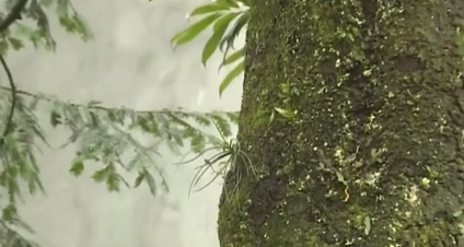 四川樂山：珍稀植物&ldquo;峨眉槽舌蘭&rdquo;繁育成功