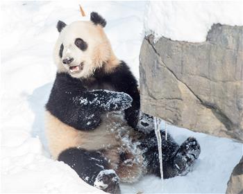 熊貓&ldquo;戲&rdquo;雪
